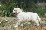 GOLDEN RETRIEVER 609